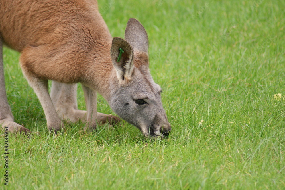 Fototapeta premium Agile Wallaby - Macropus agilis