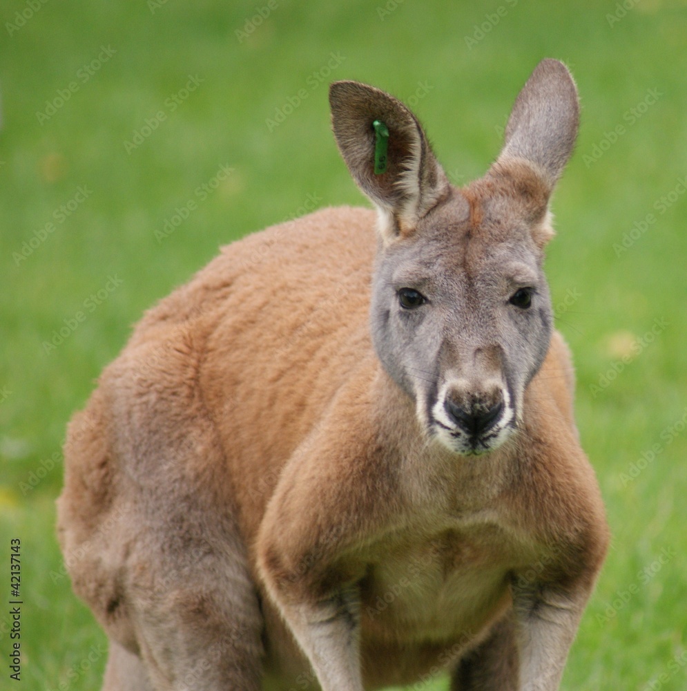 Agile Wallaby - Macropus agilis