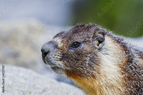 yellow-bellied marmot, yosemite national park, california