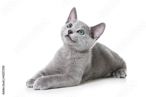 Foto Russian blue kitten on white