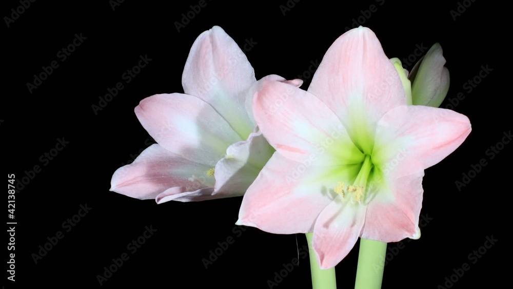 Time-lapse Opening white amaryllis (Amaryllis belladonna L.)