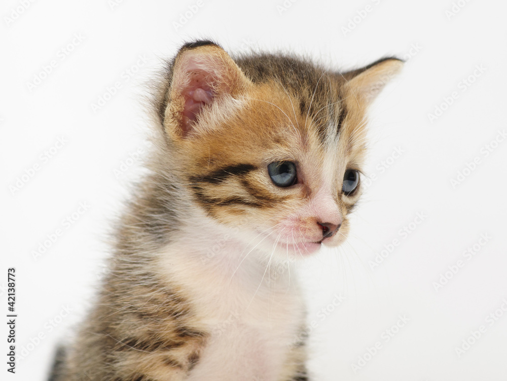 Obraz premium mały kotek
