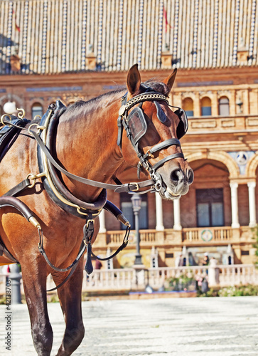 portrait of carriage bay horse in Seville (Plaza de Espana), Sp