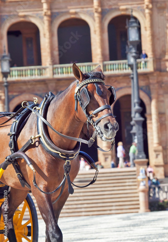 portrait of carriage bay horse in Seville (Plaza de Espana), Sp