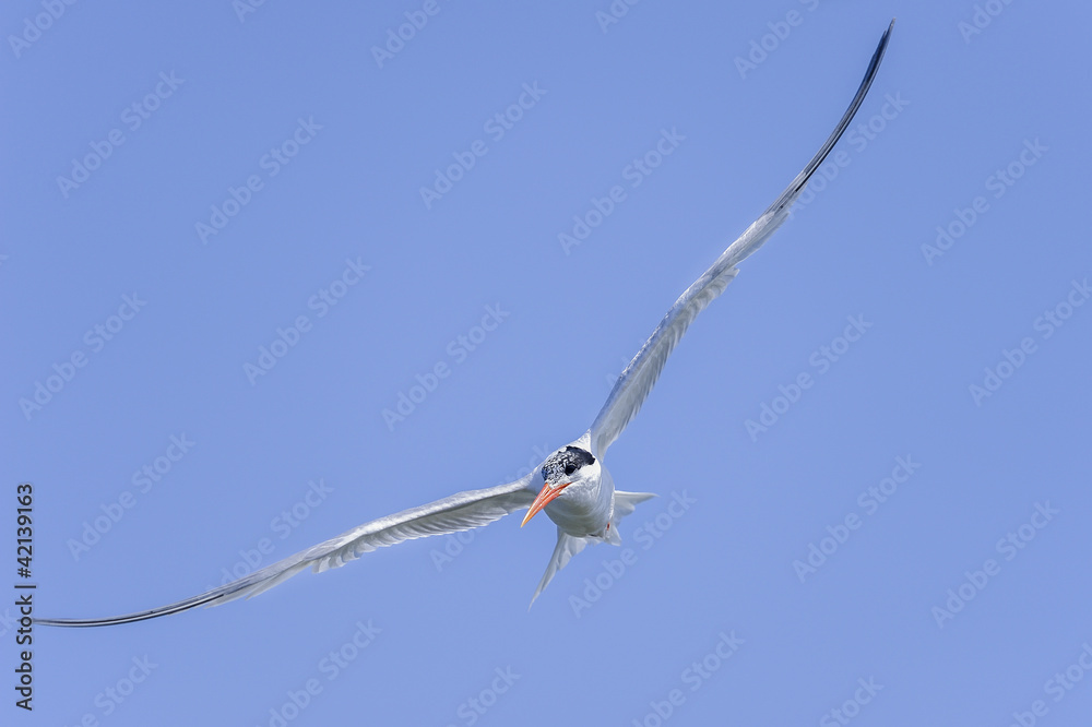elegant tern, thalasseus elegans, california elegant tern, thalasseus elegans, california