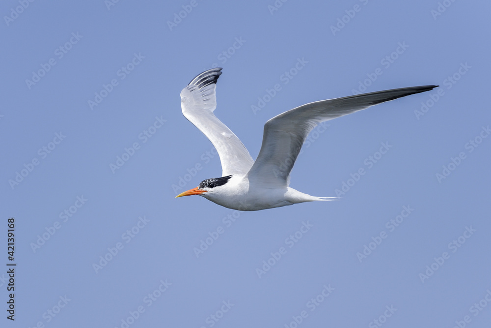elegant tern, thalasseus elegans, california elegant tern, thalasseus elegans, california