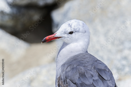 heermann’s gull, larus heermanni, california photo