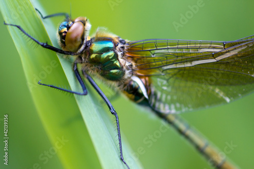A dragonfly (Cordulia aenea) © corlaffra
