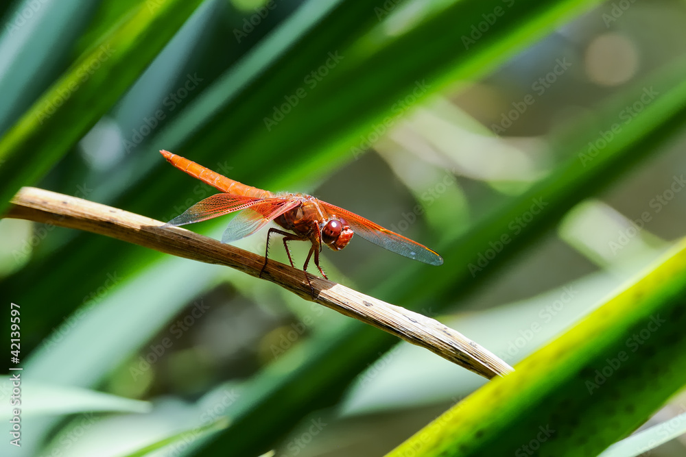 flame skimmer, libellula saturata, california flame skimmer, libellula saturata, california