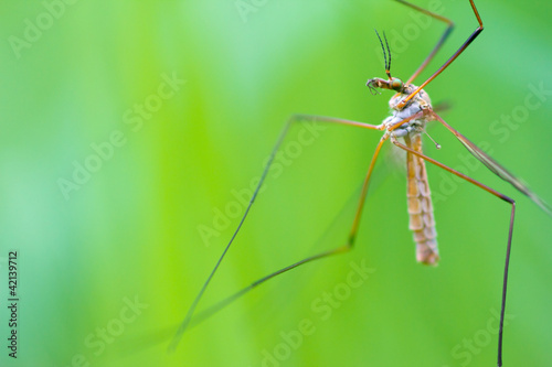 A Cranefly (or daddy-longlegs) © corlaffra
