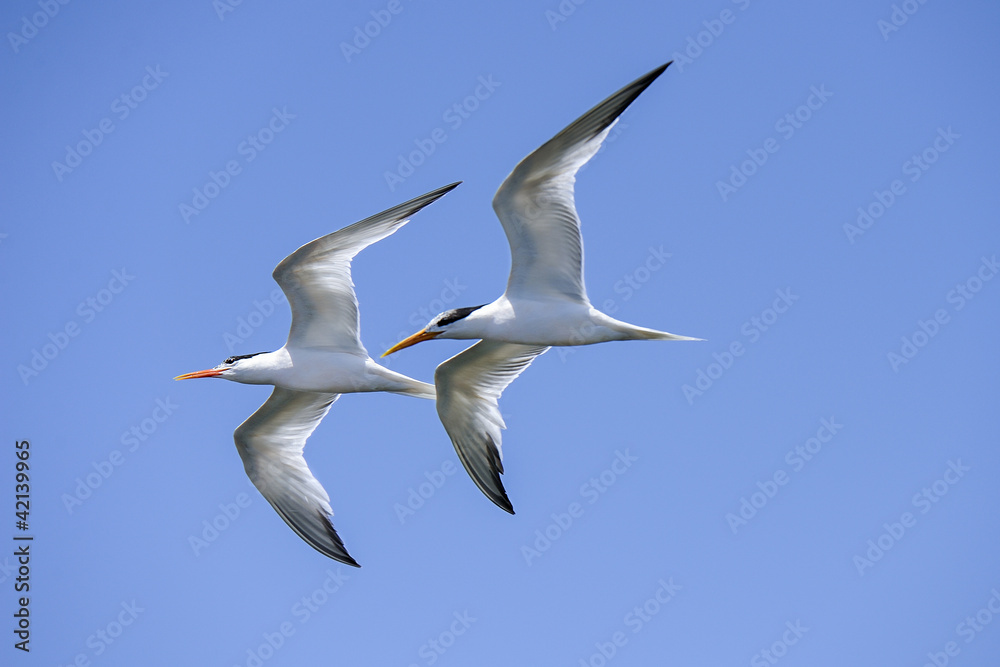 Fototapeta premium elegant tern, thalasseus elegans, california