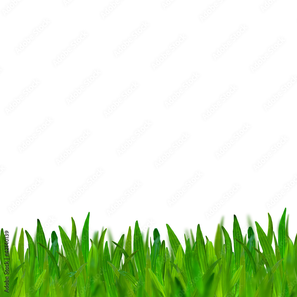 Fototapeta premium green grass isolated on white background
