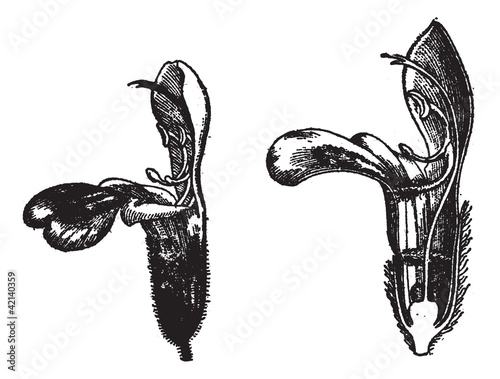Labiatae, flower sage, vintage engraving