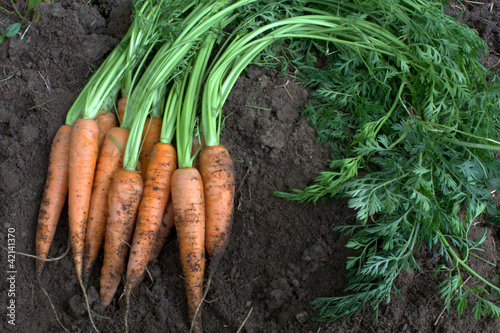 New harvest fresh organic carrots