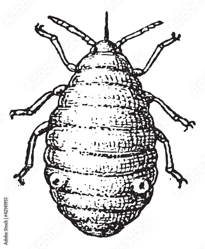 Aphid or plant lice, vintage engraving.