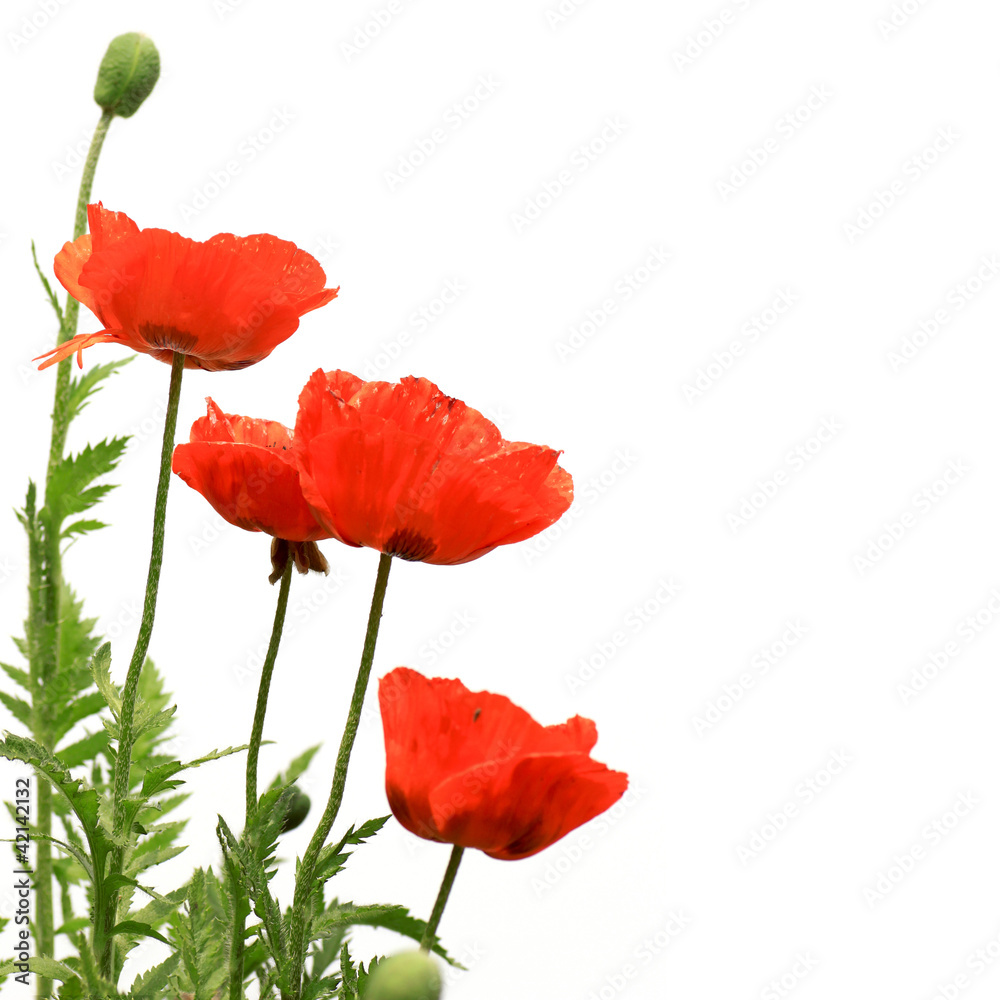 Obraz premium Czerwone maki na białym tle