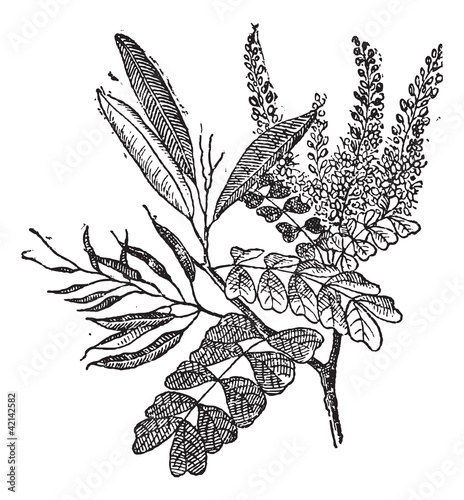 Logwood or Haematoxylum campechianum, vintage engraving photo