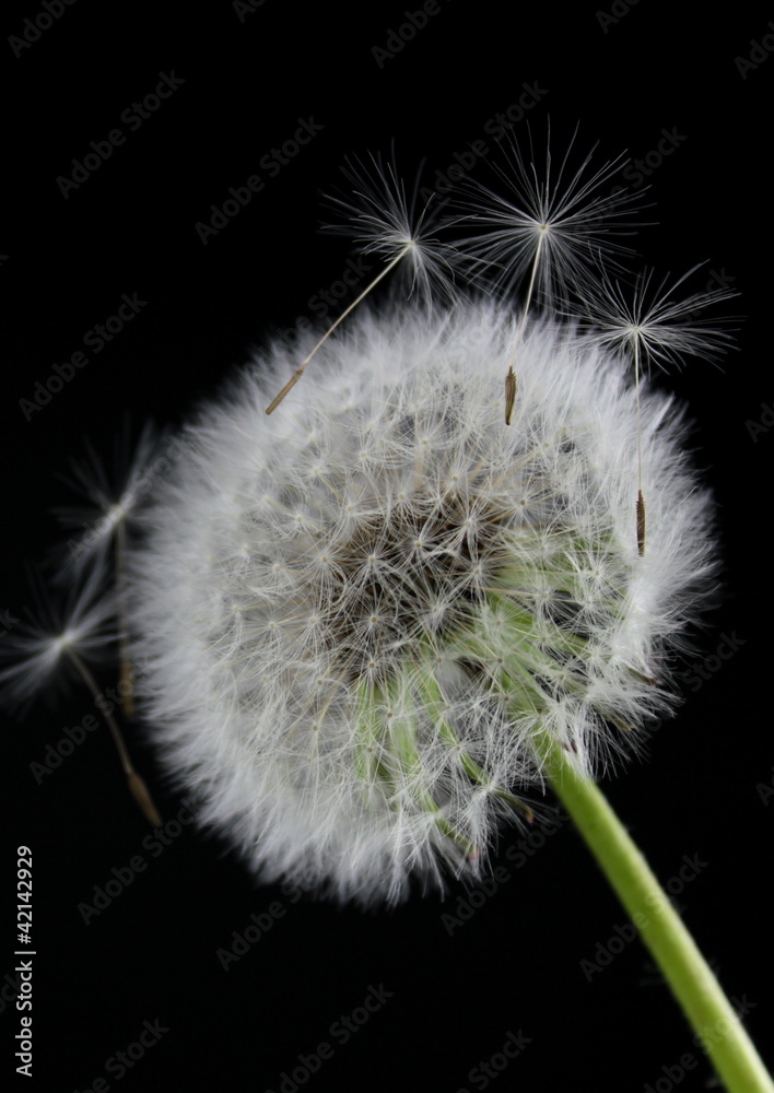 Dandelion flower on  black background - obrazy, fototapety, plakaty 