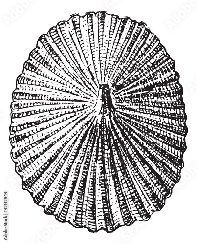 Barnacle or Lepas sp., vintage engraving