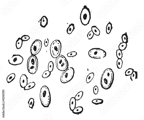 Brewer's Yeast or Saccharomyces cerevisiae, vintage engraving