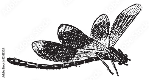 Dragonfly, vintage engraving