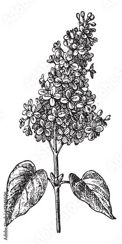 Lilac or Syringa sp., vintage engraving