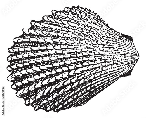Shell-Lime, vintage engraving