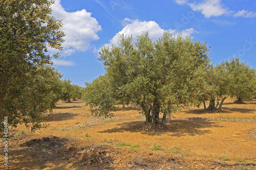 Valokuva Oliviers centenaires