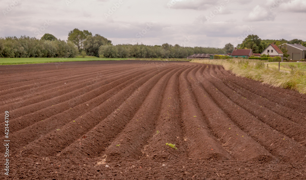 Rows of soil with recently planted potatoes Rows of soil with recently planted potatoes