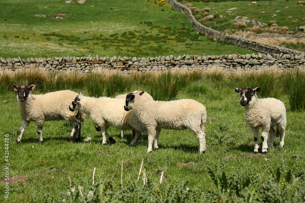 Obraz premium group of little lambs
