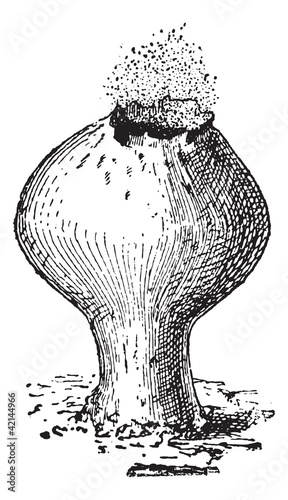 Lycoperdon, vintage engraving.