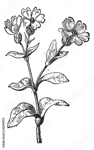 Lychnis or campion, vintage engraving.