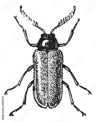 Malacodermata, vintage engraving