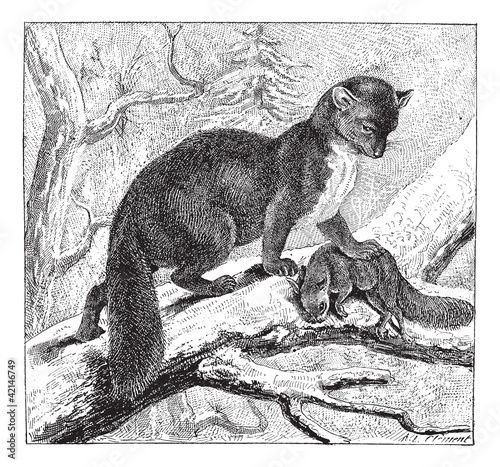 European Pine Marten or Martes martes, vintage engraving photo