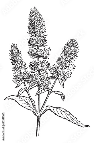 Peppermint or Mentha piperita, vintage engraving