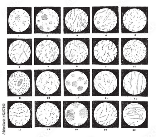Microorganisms or Microbes, vintage engraving