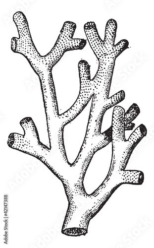 Fire Coral or .Millepora sp., vintage engraving photo