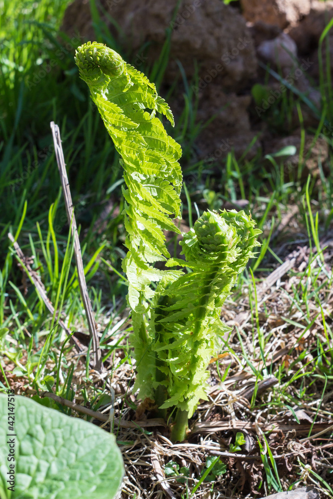 Naklejka premium Young shoots of ferns in sunlight