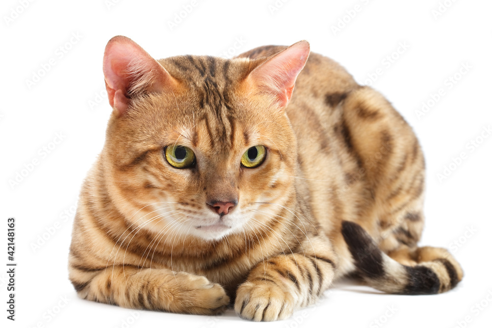 Cats Bengal breed.