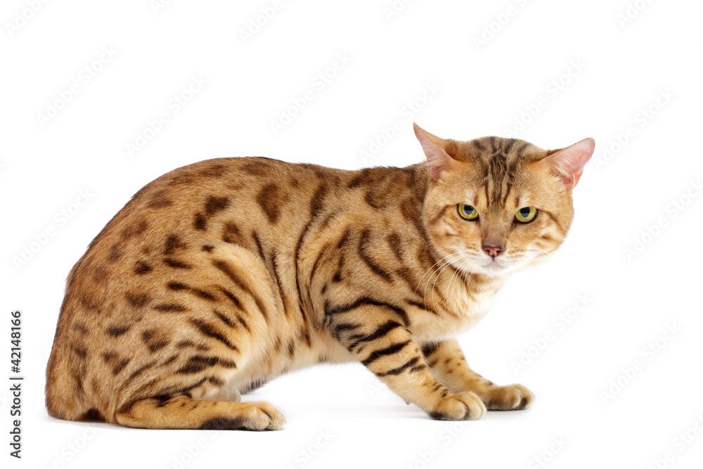 Cats Bengal breed.