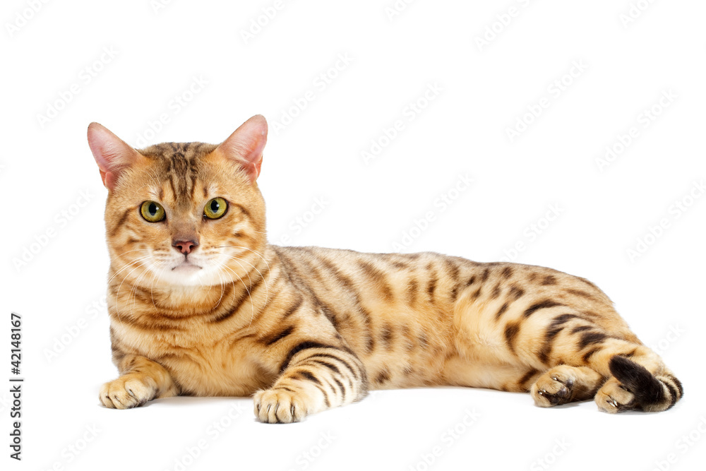 Cats, Bengal breed
