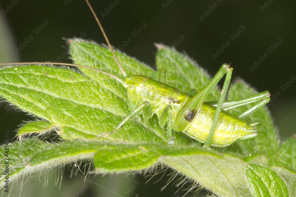 green grasshopper on the leaf close-up green grasshopper on the leaf close-up