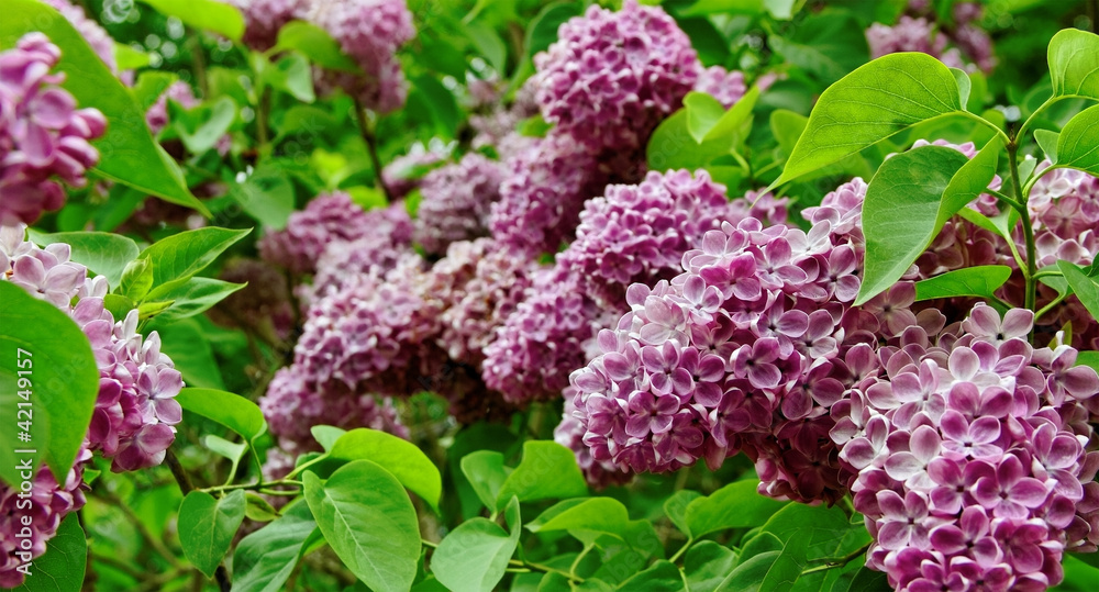 Bush of lilac. Bush of lilac.