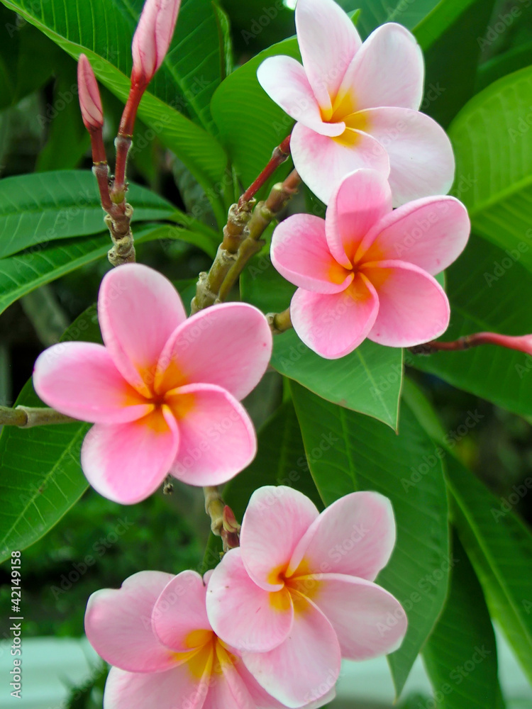 Lan Thom flowers Lan Thom flowers