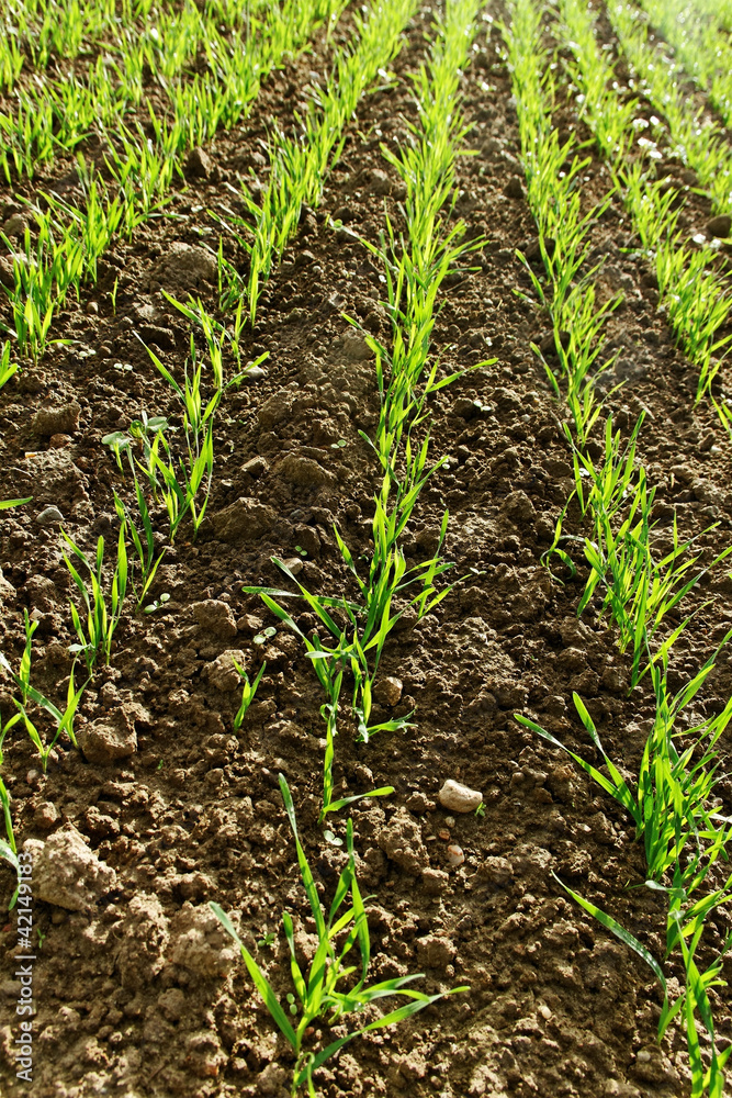 Growing wheat. Growing wheat.
