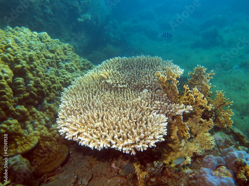 Stone coral, area of the city of Nha Trang, Vietnam