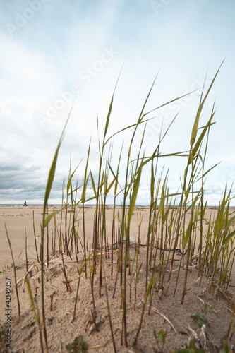 Grass and sand.