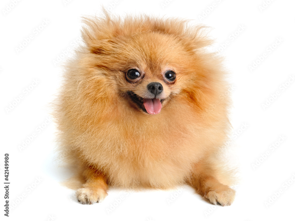 spitz dog spitz dog