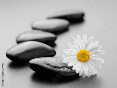 stones and daisy