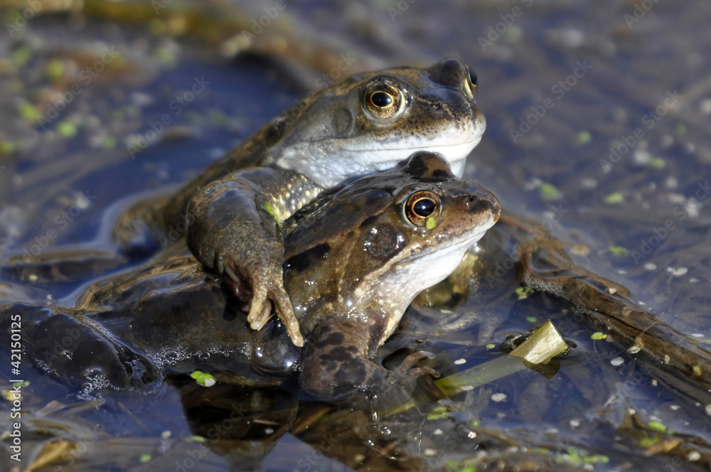 Common Frogs